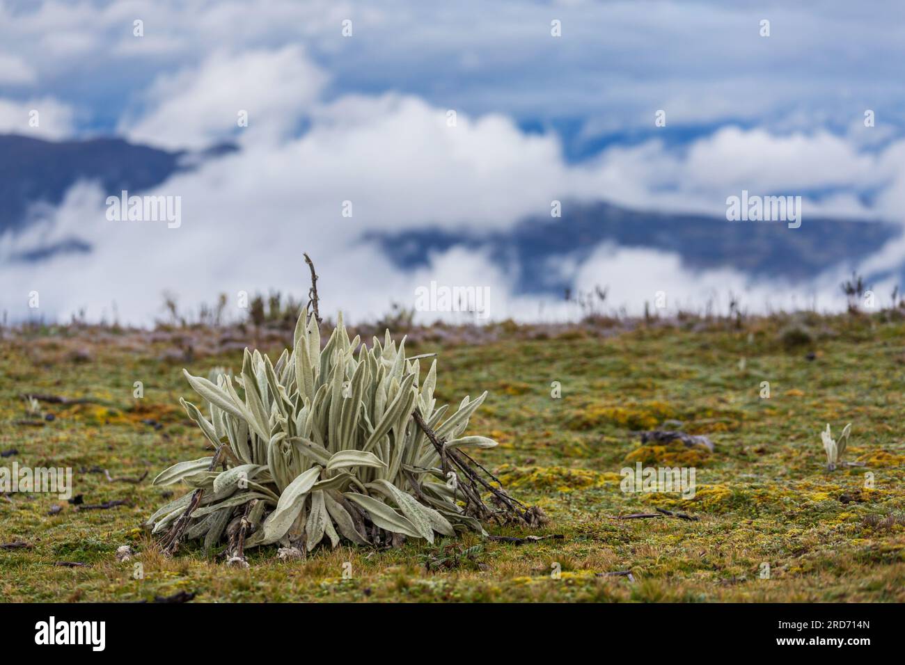 forest of frailejones or Espeletia, a beautiful plant in Colombian mountains, South America Stock Photo