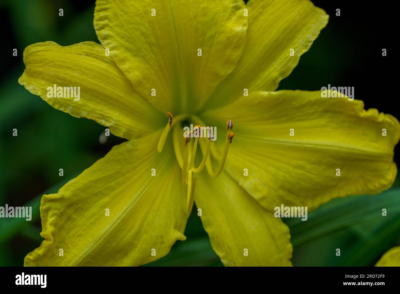 Lush,colorful vivid yellowday lily flower close up Stock Photo