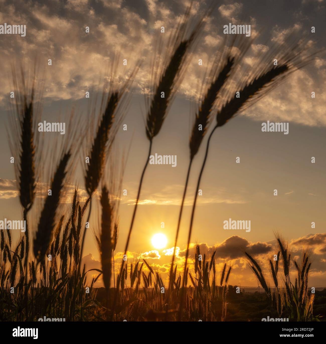 A sunset with the sun setting amongst a crop of golden wheat Nottingham UK Stock Photo
