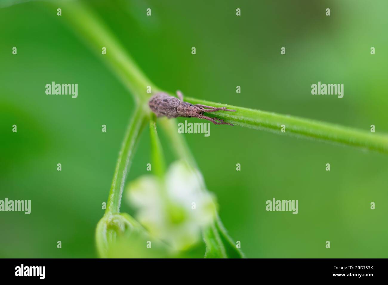one small black fly sits on a green leaf Stock Photo