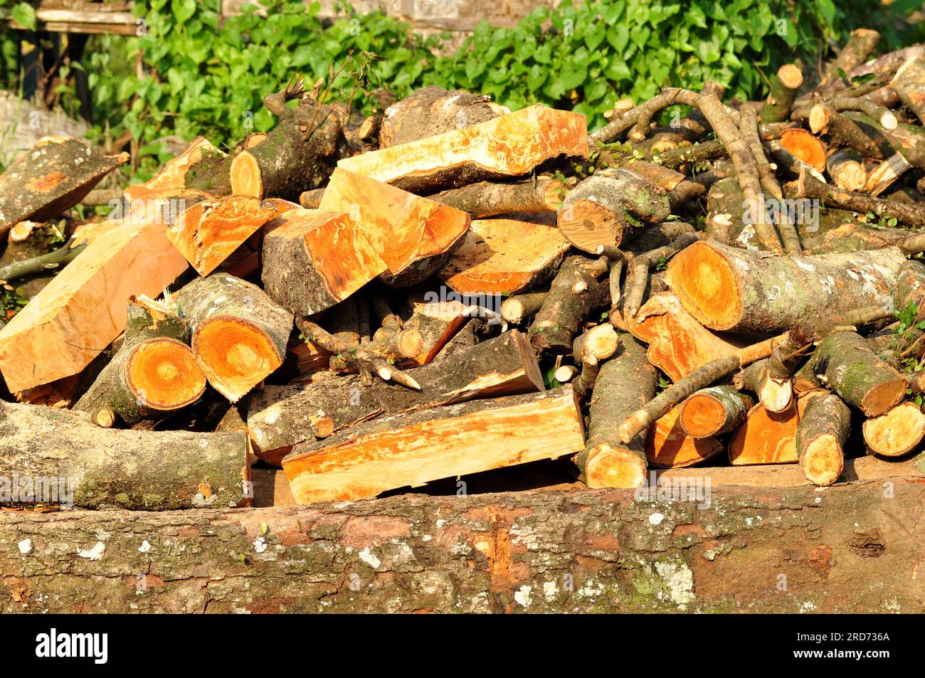 Pile of wood scraps in the garden Stock Photo Alamy