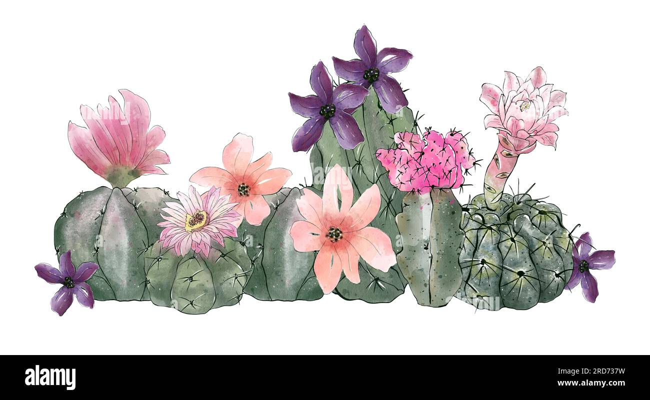 Watercolor cactus collection isolated on white background. Hand drawn ...