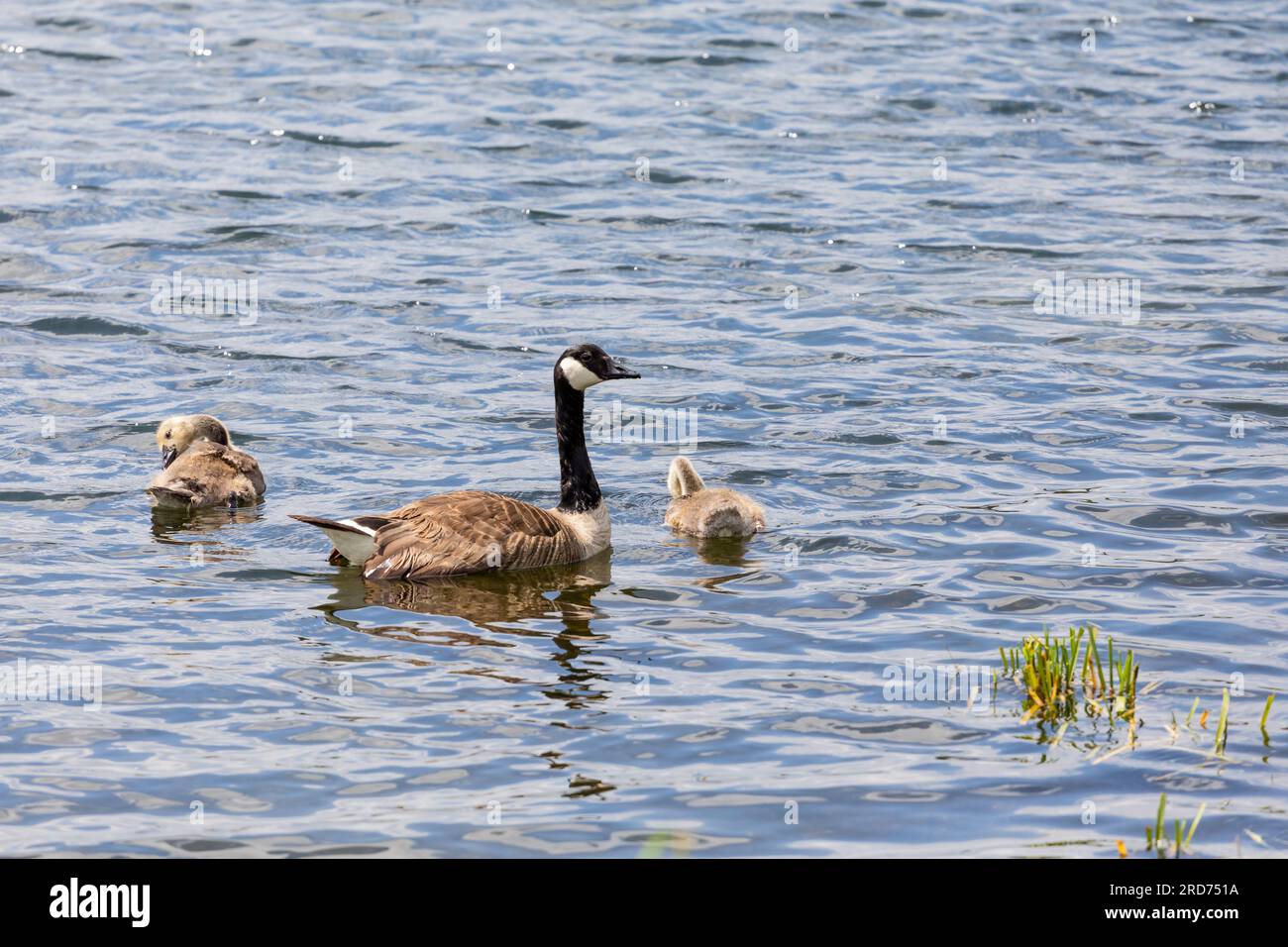 Canada goose, Branta canadensis  swimming with two goslings in a lake, Dorset, England, UK Stock Photo