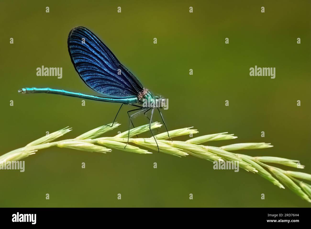 Beautiful Demoiselle (Calopteryx virgo) male on the ear of a couch grass Stock Photo