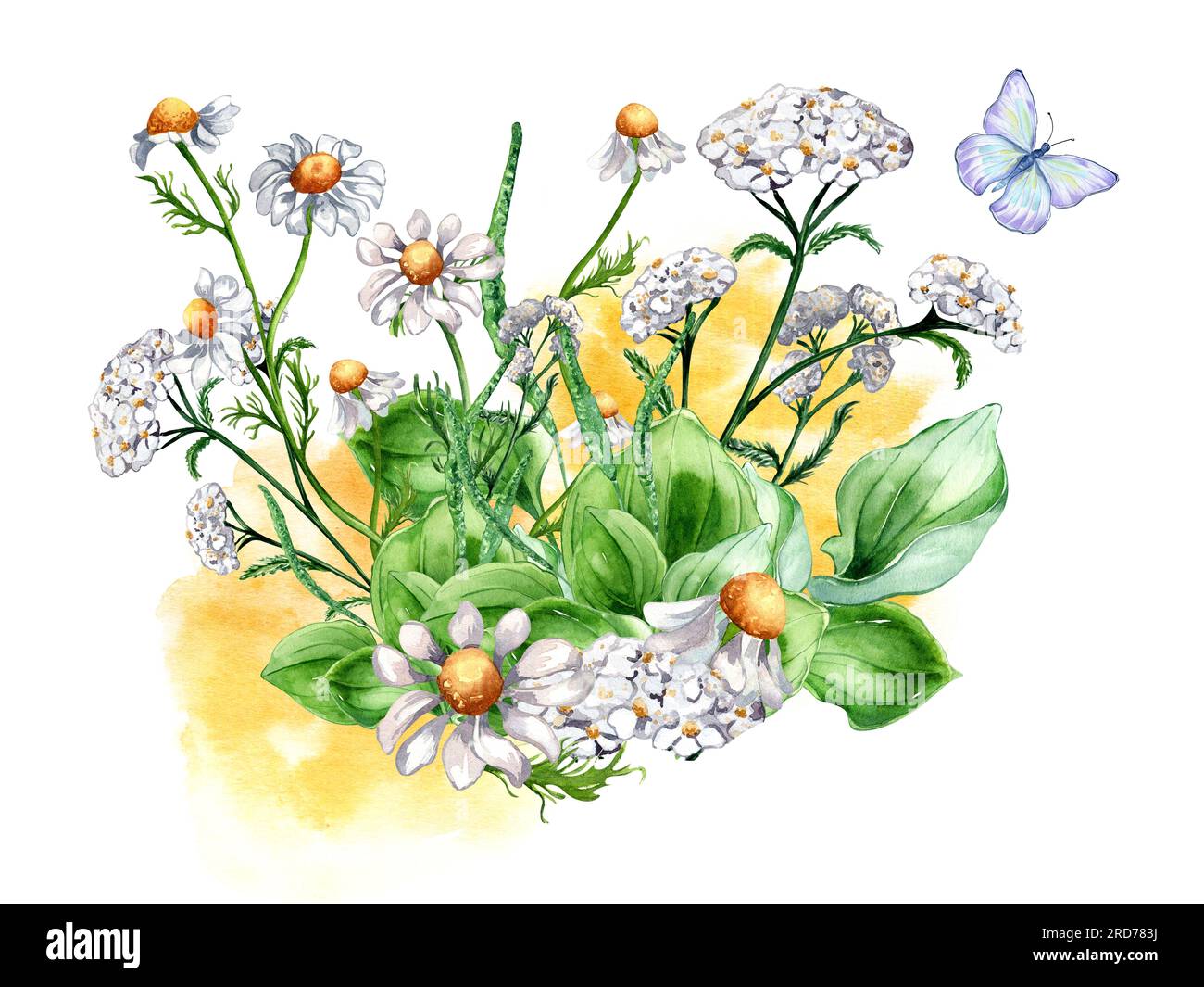 Bouquet of meadow medicinal flower, butterfly watercolor illustration isolated on white background. Daisy, camomile, plantain, achillea millefolium ha Stock Photo
