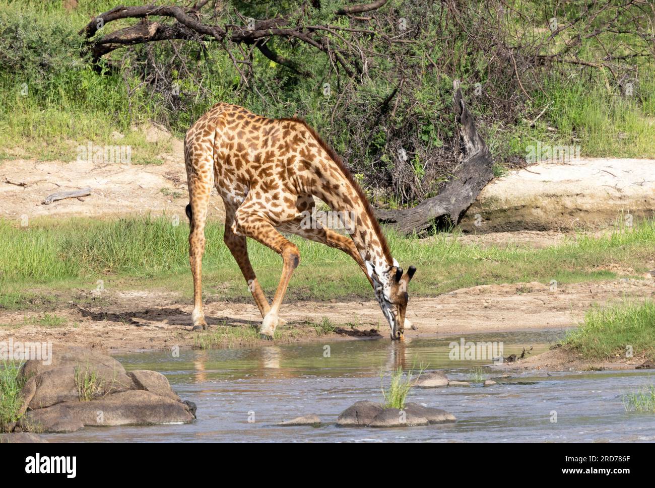 Giraffe are always cautious when they approach water. They at their most vulnerable when drinking. This one bends the knees rather than spreading legs Stock Photo