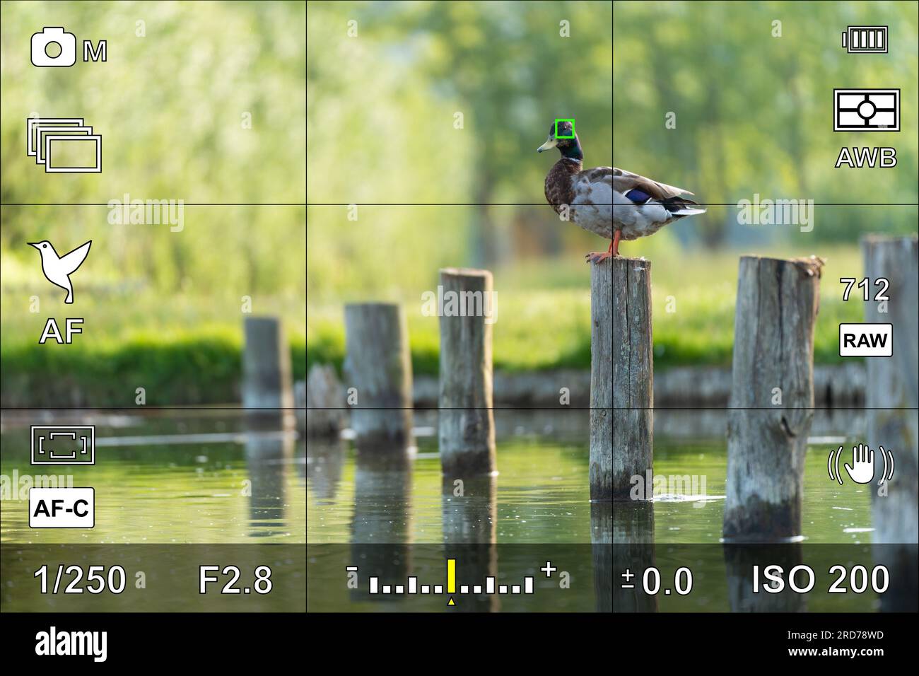 Bird eye focus detection in a camera viewfinder with the photographic