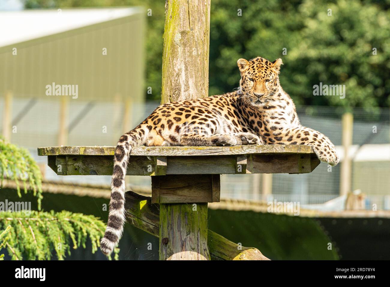 amur-leopard-panthera-pardus-at-yorkshire-wildlife-park-doncaster-uk