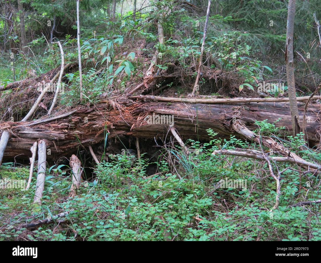 ANCIENT WOODLAND with fallen and decomposing tree Stock Photo