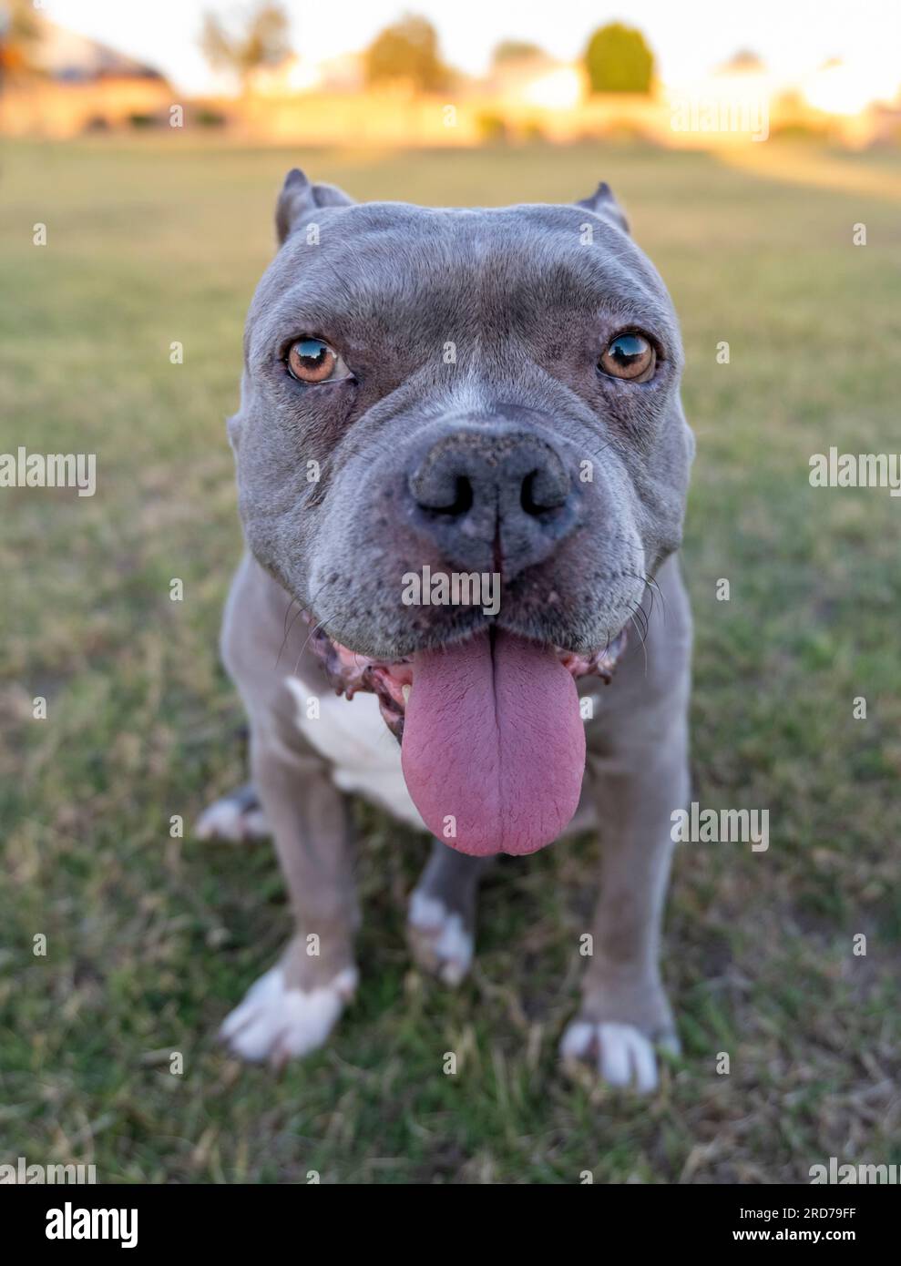 Grey Pitbull With Blue Eyes Grey Pitbull On The Grass At The Park During The Summer Panting 2RD79FF