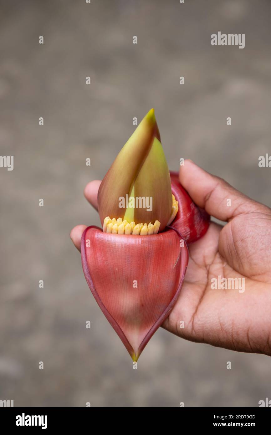 Banana flower in hand, Bangladesh. (Scientific name Musa acuta Stock