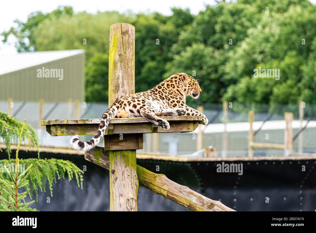 Amur leopard (Panthera pardus) at Yorkshire Wildlife Park, Doncaster UK