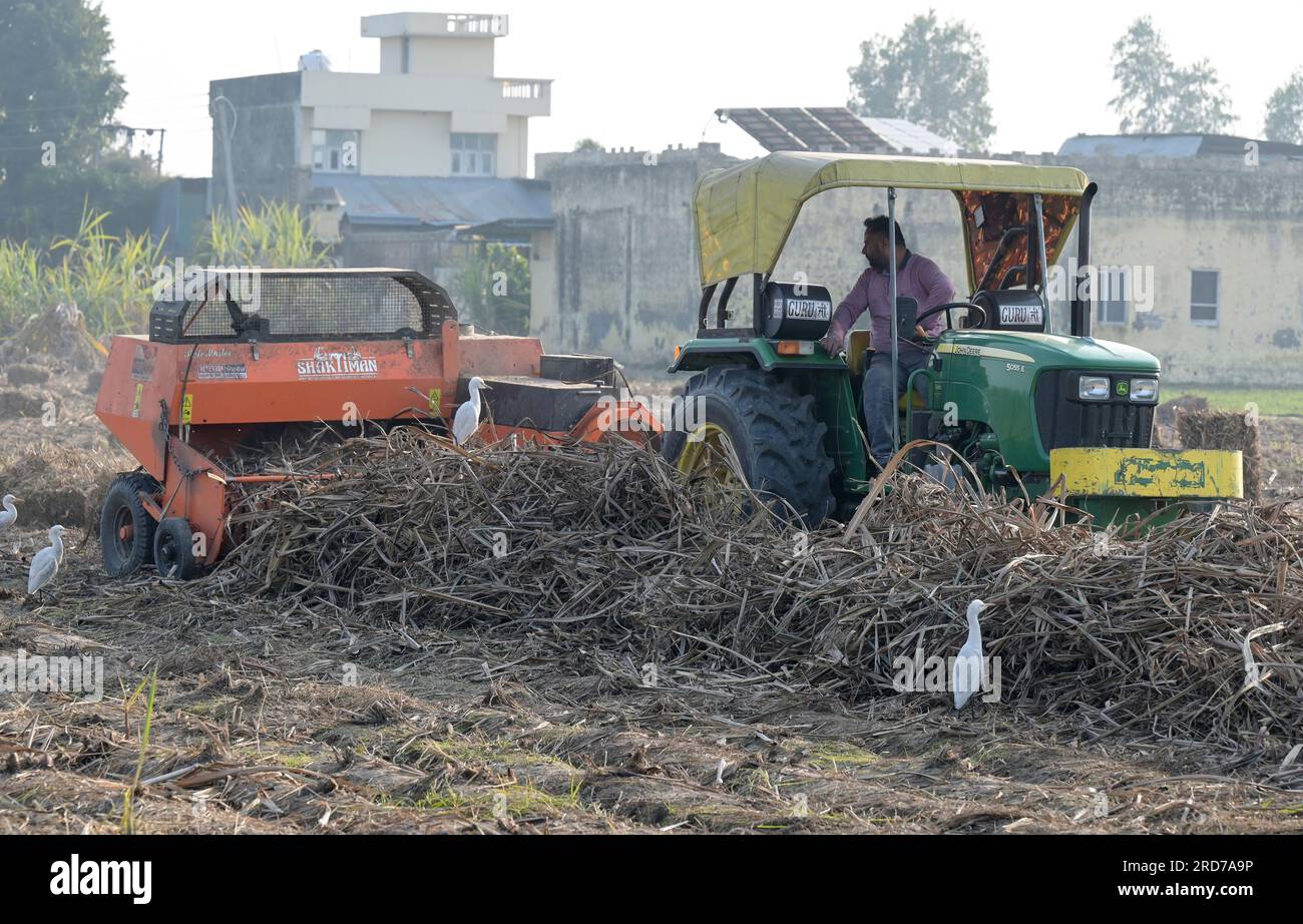 INDIA, Punjab, Kharar, sugar cane farming, cane straw pressing after