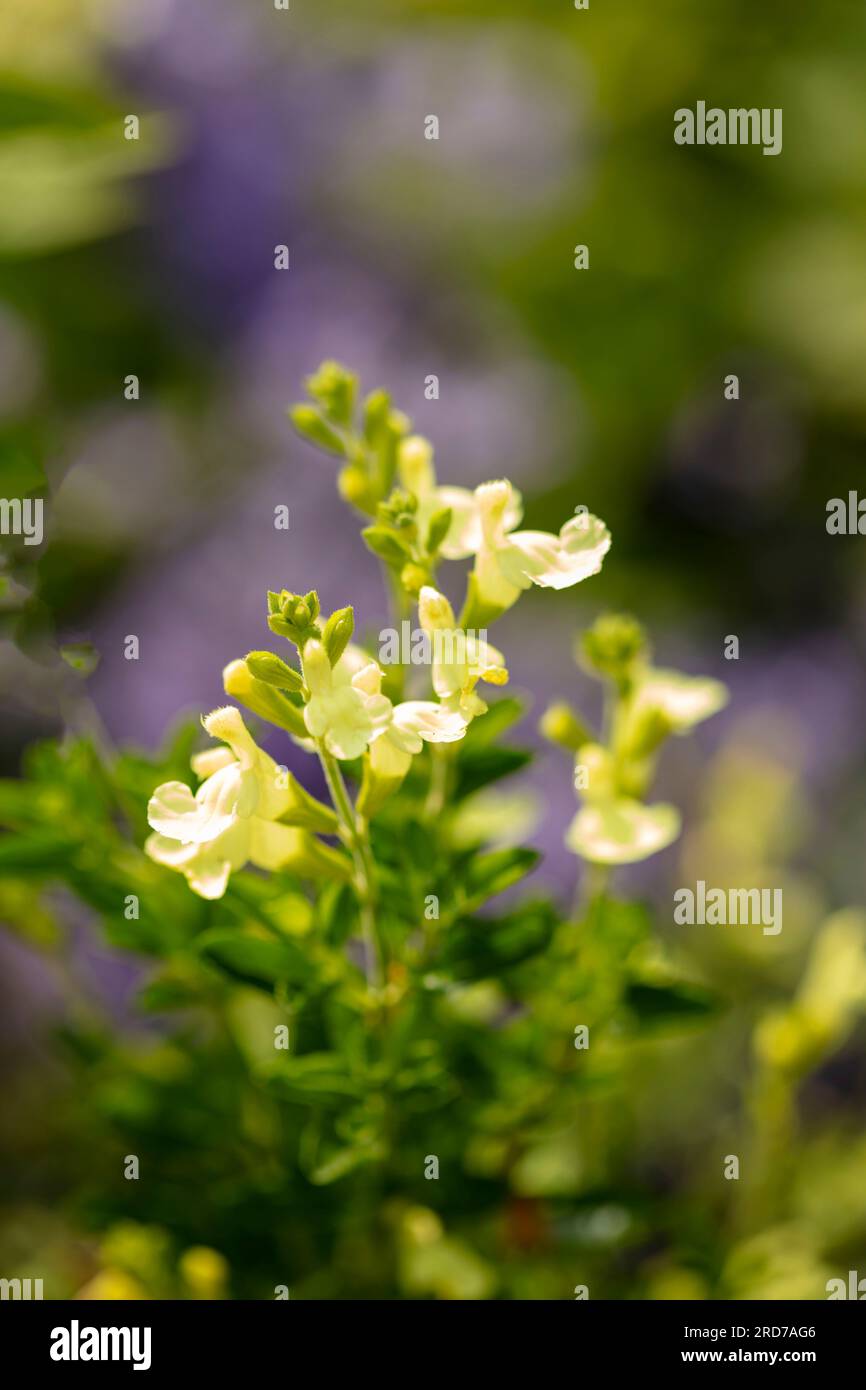 Natural close up flowering plant portrait of Salvia Jamensis 'Lemon Light’, lemon- yellow salvia, glows, basking in late summer sunshine Stock Photo