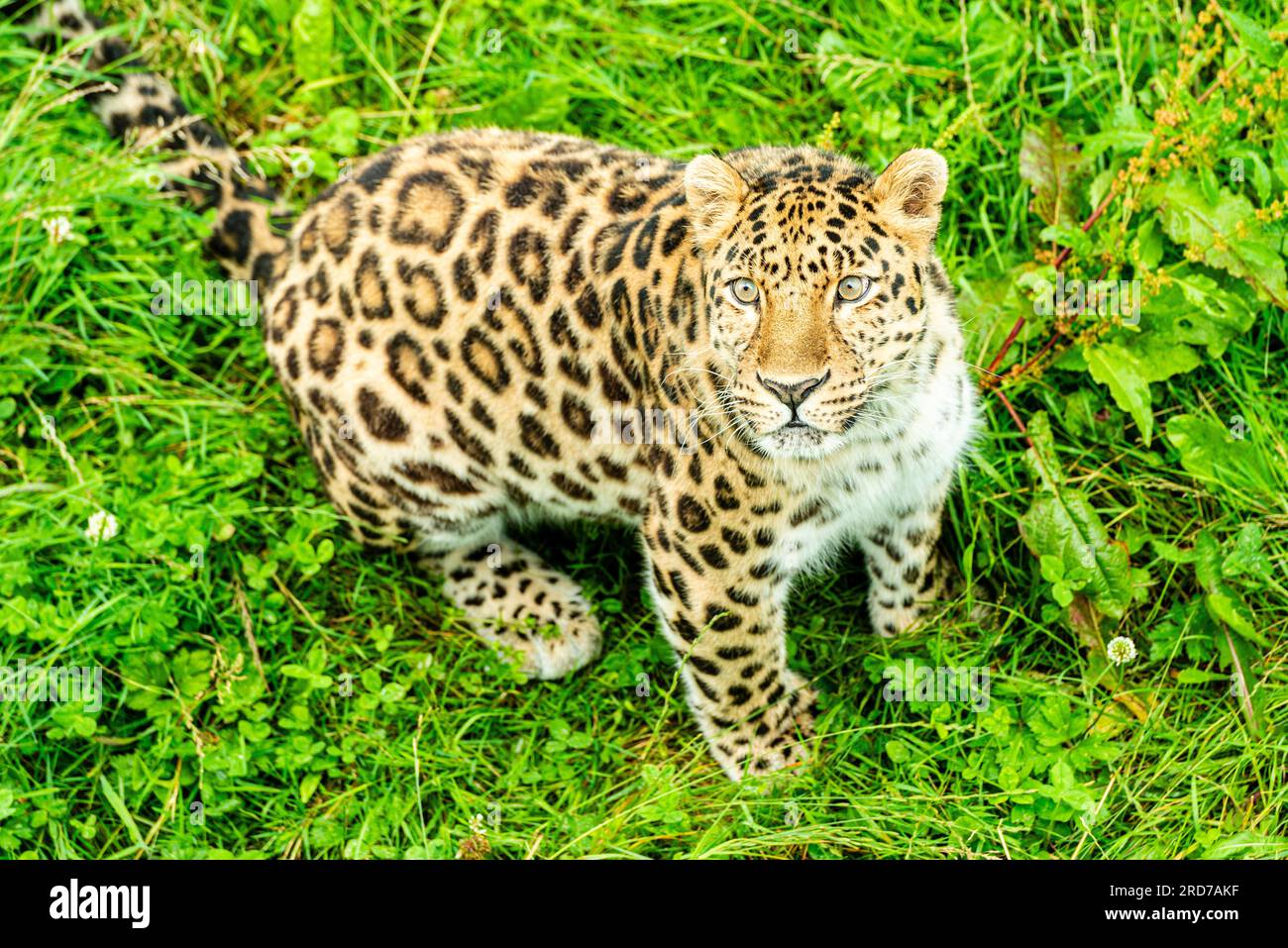 Amur leopard (Panthera pardus) at Yorkshire Wildlife Park, Doncaster UK