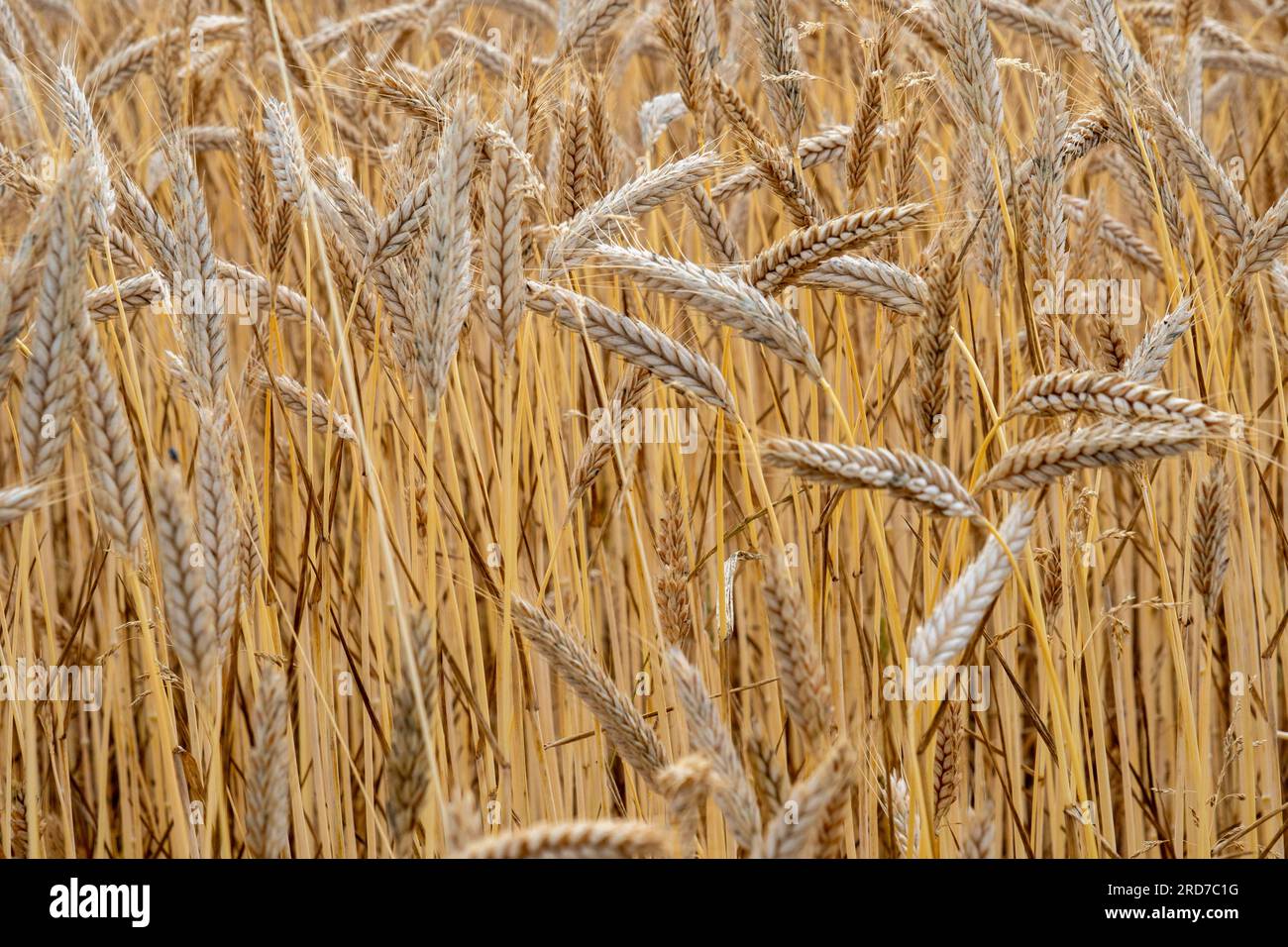 Wheat field with golden ears Stock Photo
