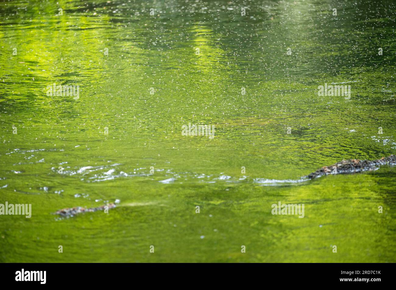 River fies above the River Teifi on the 26th May 2023 Stock Photo