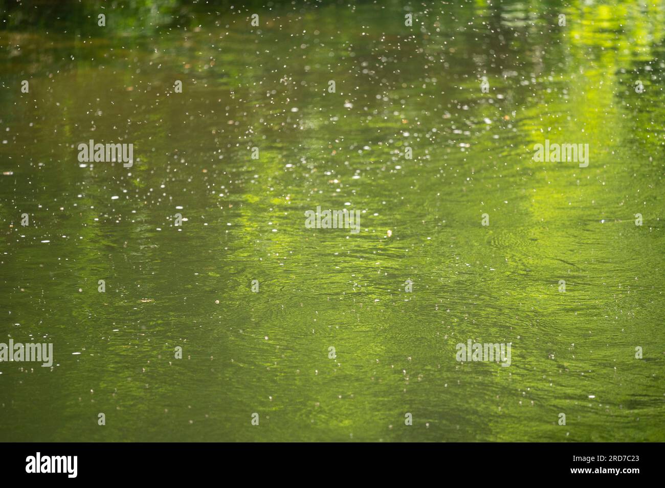 River fies above the River Teifi on the 26th May 2023 Stock Photo