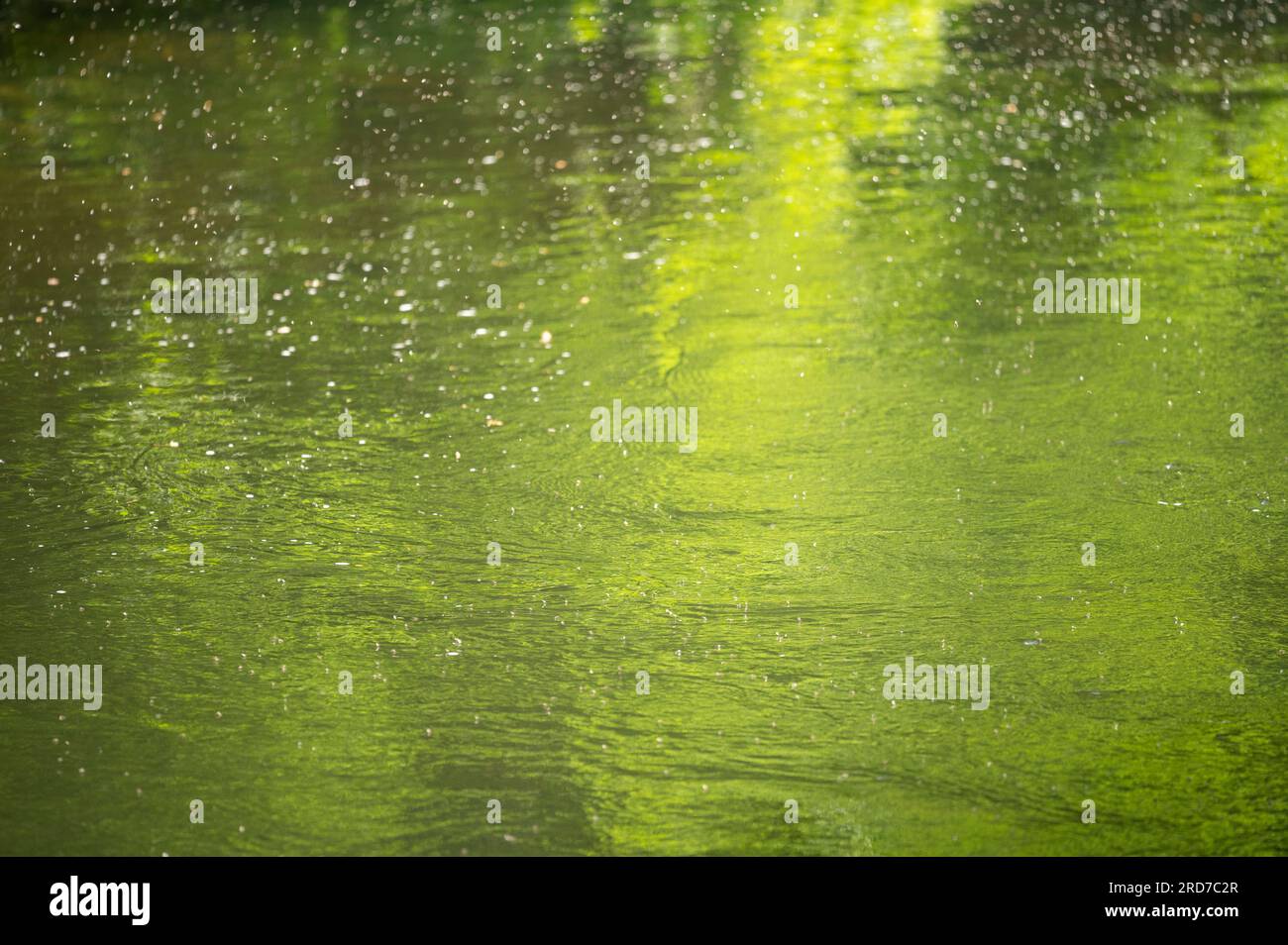 River fies above the River Teifi on the 26th May 2023 Stock Photo