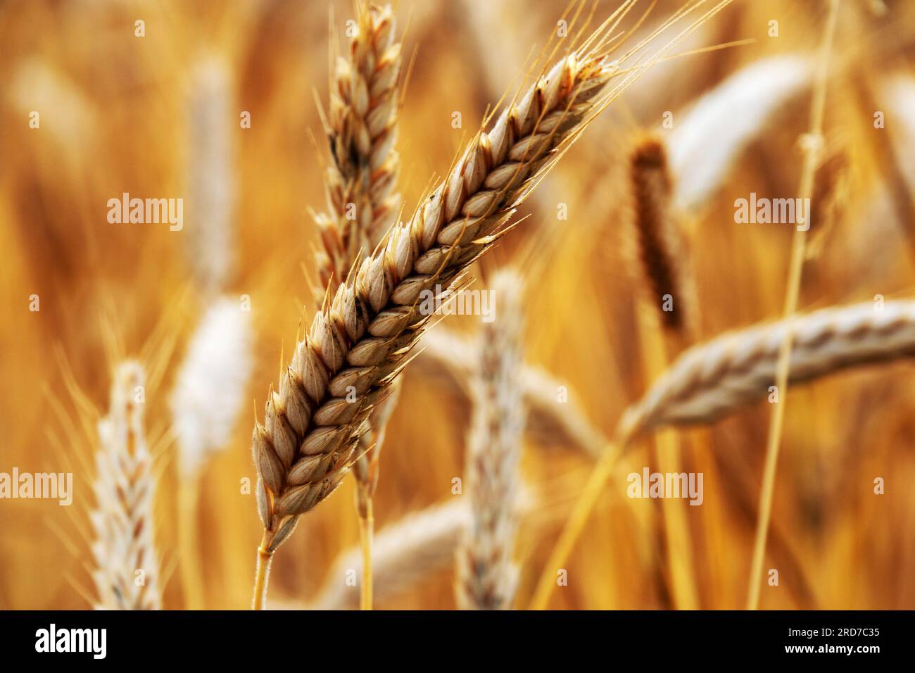 Close-up of an ear of wheat Stock Photo