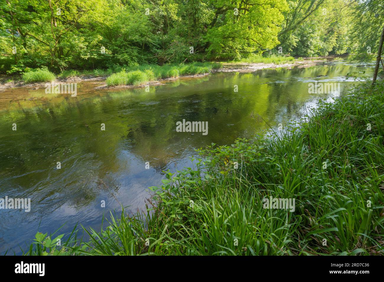 Deciduous trees on the banks of the River Teifi, Ceredigion, Wales, UK Stock Photo