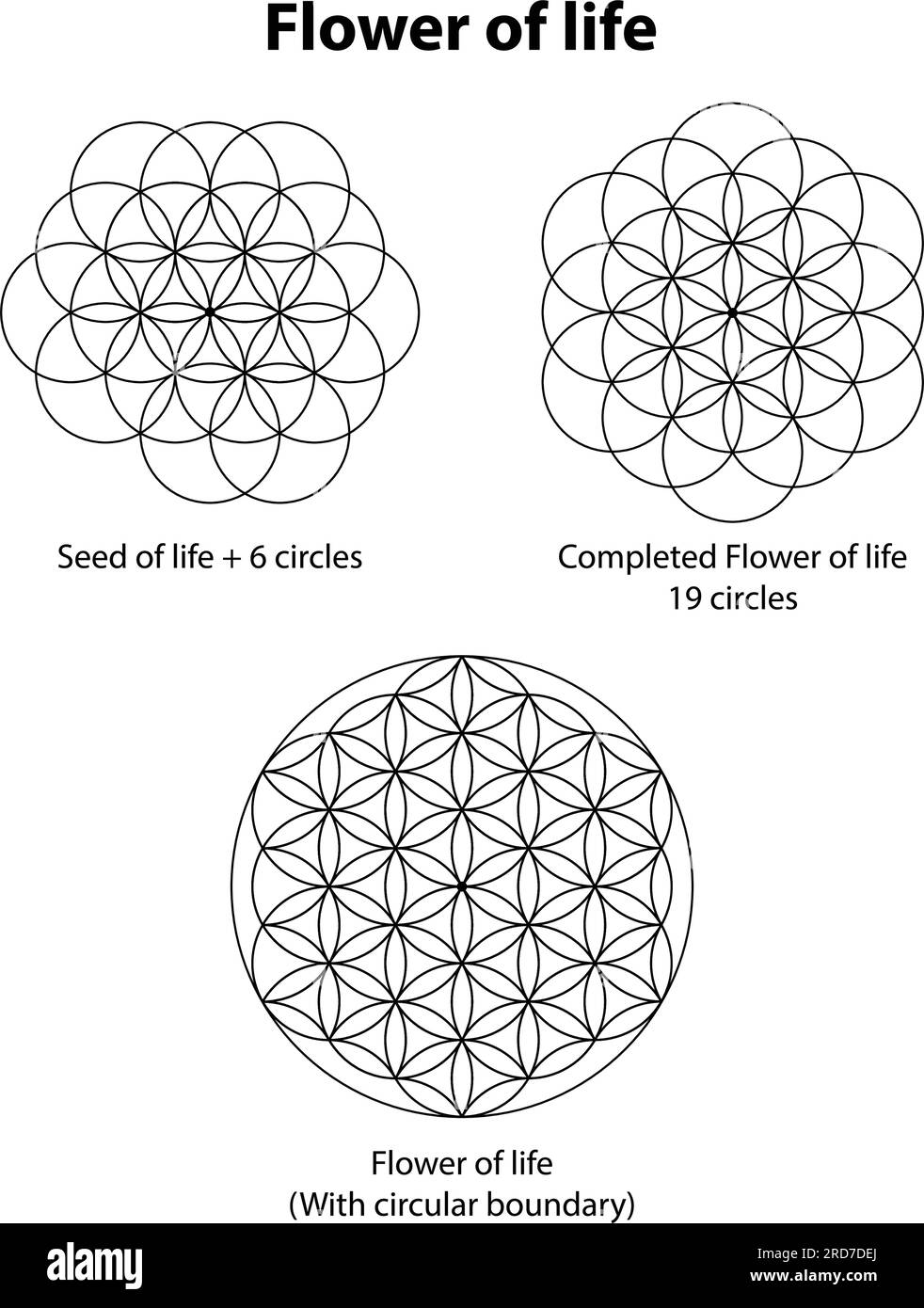 Sacred geometry flower life design hires stock photography and images