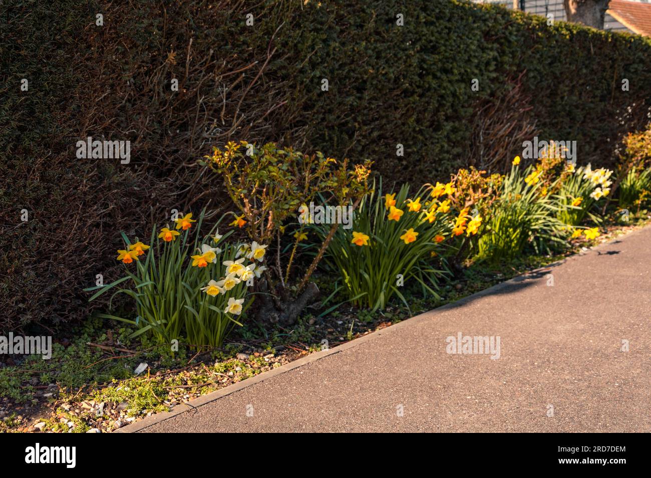 Daffodils Planted at the Memorial Garden, Lydd, Kent, England Stock Photo