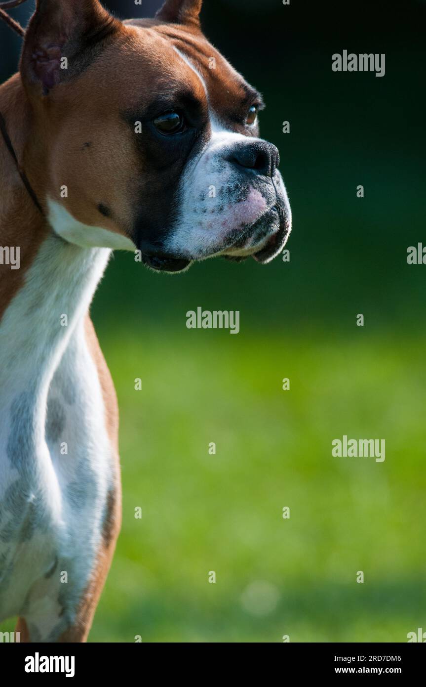 Boxer standing upright and alert in portrait Stock Photo