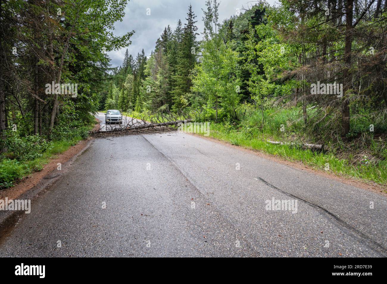 A fallen dead tree blocks a road in Banff National Park, Alberta, Canada Stock Photo