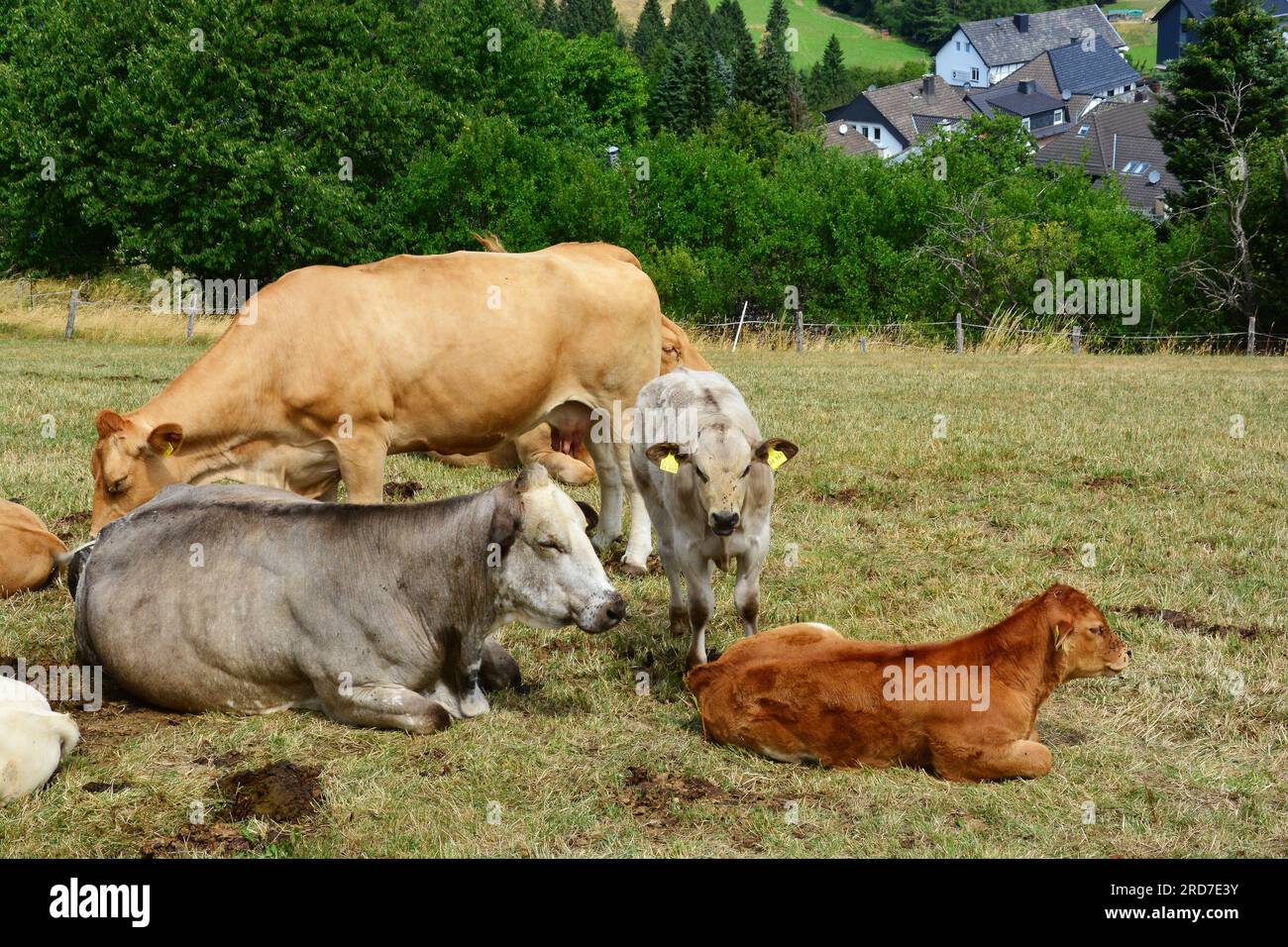 Cattle Calf Calves Cow Cows Stock Photo Alamy