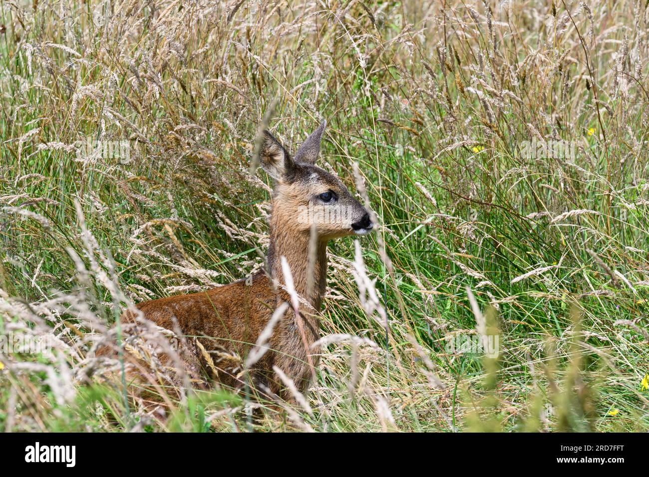 Deer Roe (Capreolus capreolus), young hiding out in long grass, Dumfries, Sw Scotland Stock Photo