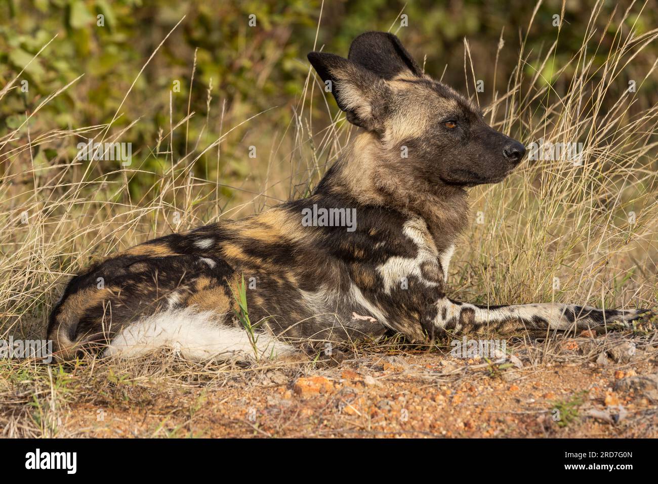 A single African wild dog resting near the Phalaborwa gate in the Kruger National Park, South Africa Stock Photo