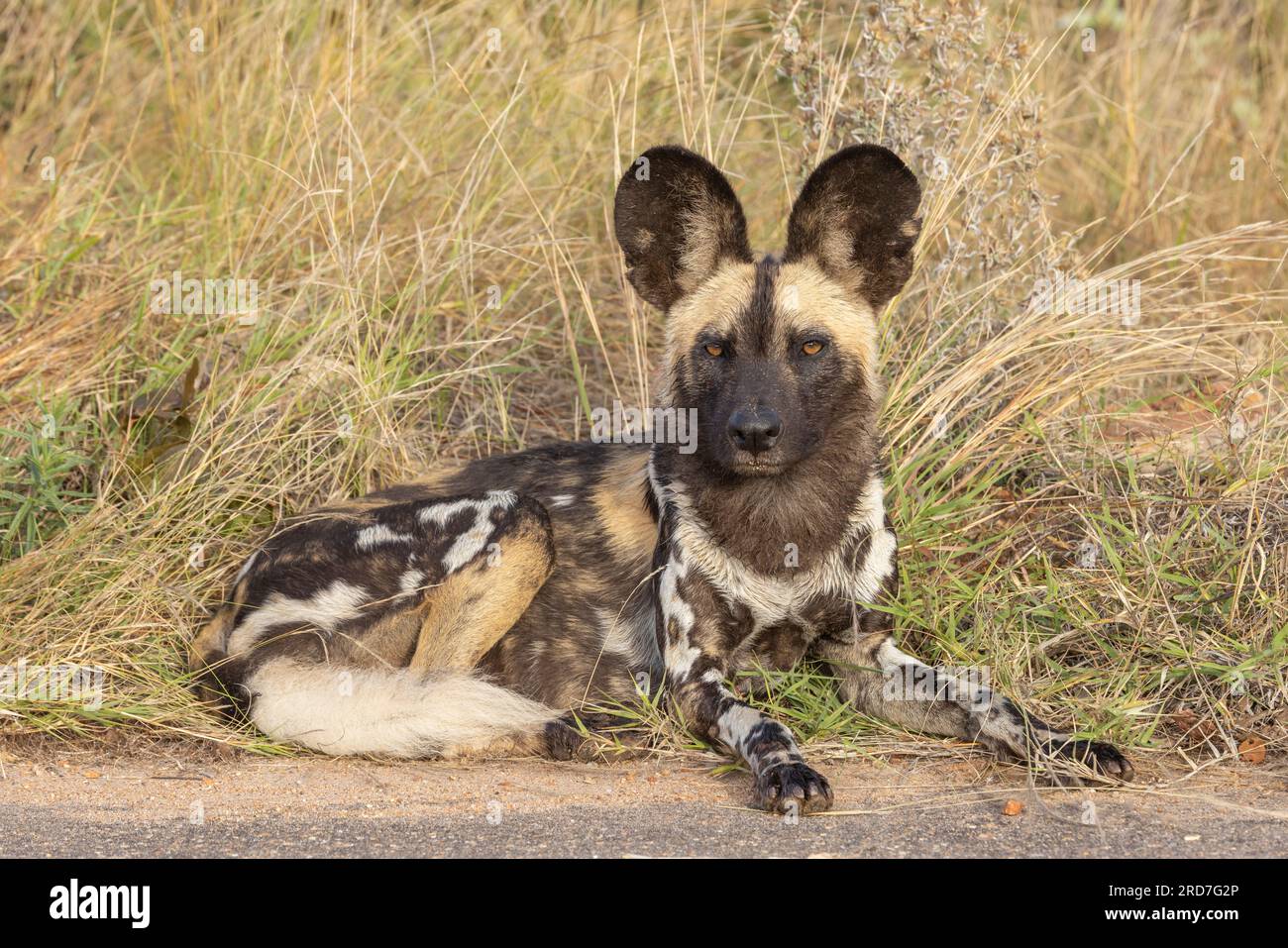 An African wild dog resting beside the road in the Kruger National Park South Africa Stock Photo