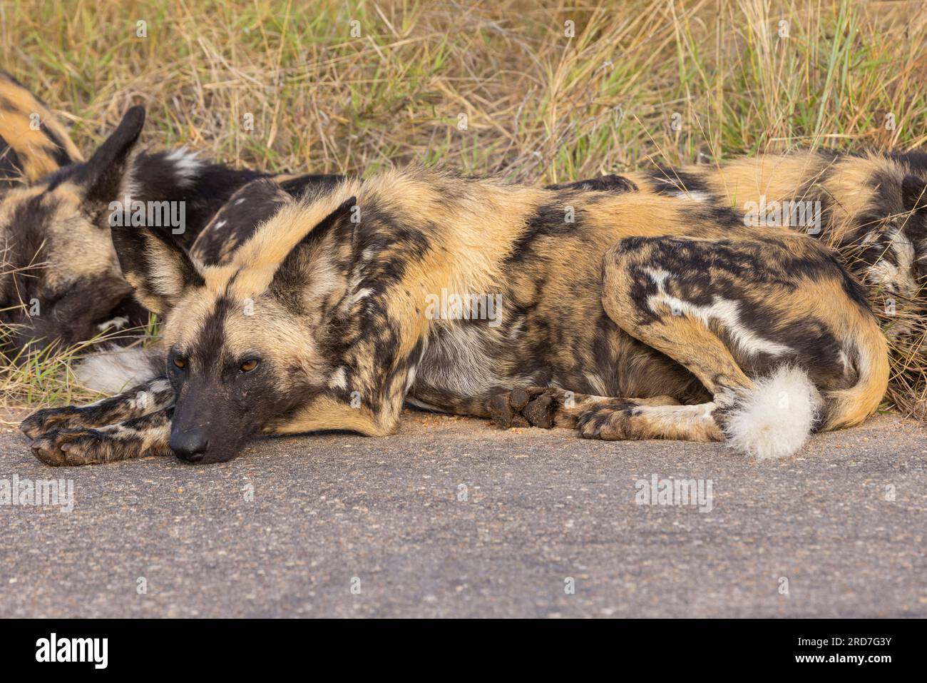 African wild dogs resting up in the Kruger National Park, South Africa Stock Photo