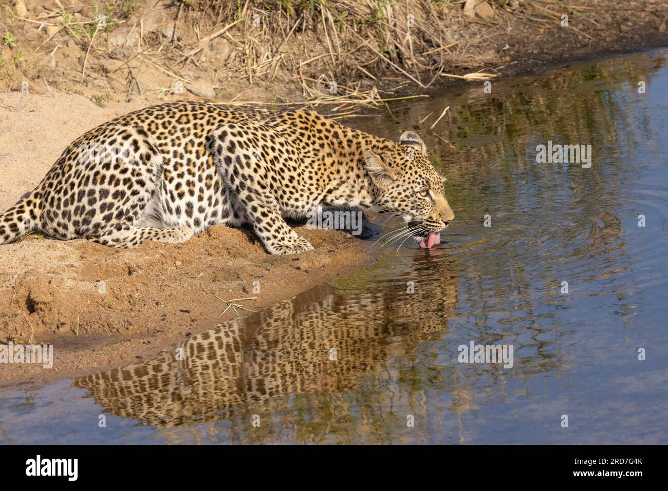 A leopard, also known as Panthera pardus, lapping water at a waterhole in the Kruger National Park in South Africa Stock Photo