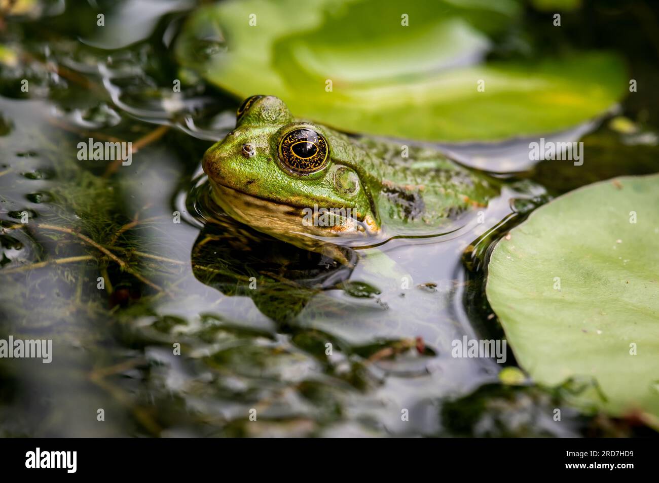 Frog in water. One green pool frog swimming. Pelophylax lessonae ...