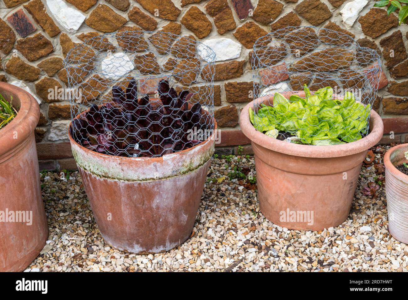 Salad vegetables grown in pots covered with chicken wire to protect