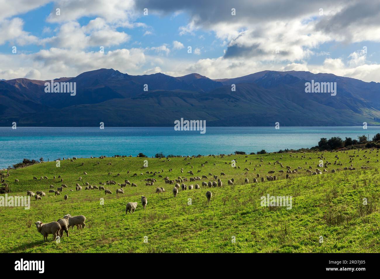 A flock of sheep grazing in a lush pasture beside Lake Hawea in the South Island of New Zealand Stock Photo