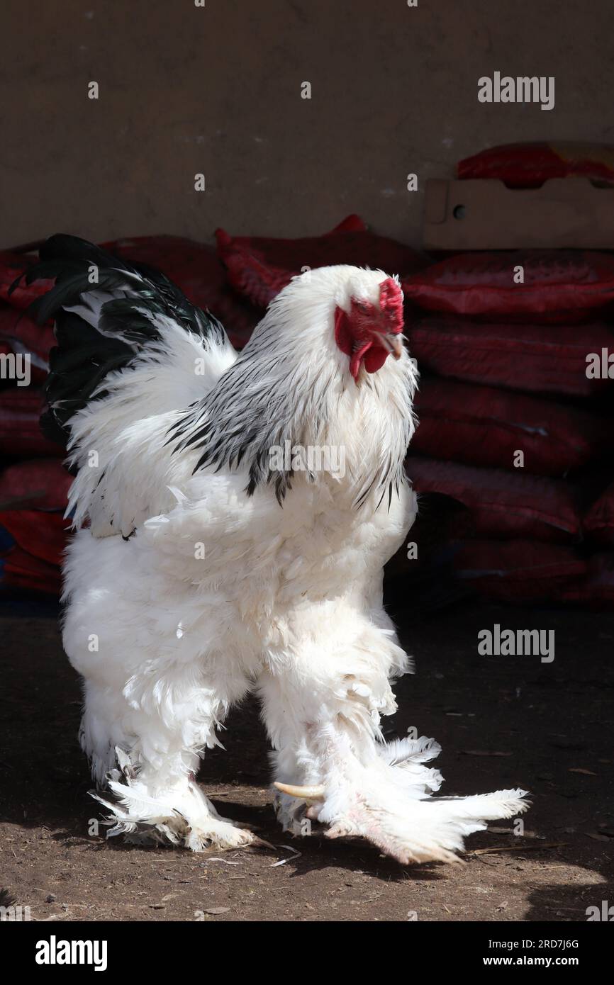 Brahma chicken at an organic sustainable farm Stock Photo - Alamy