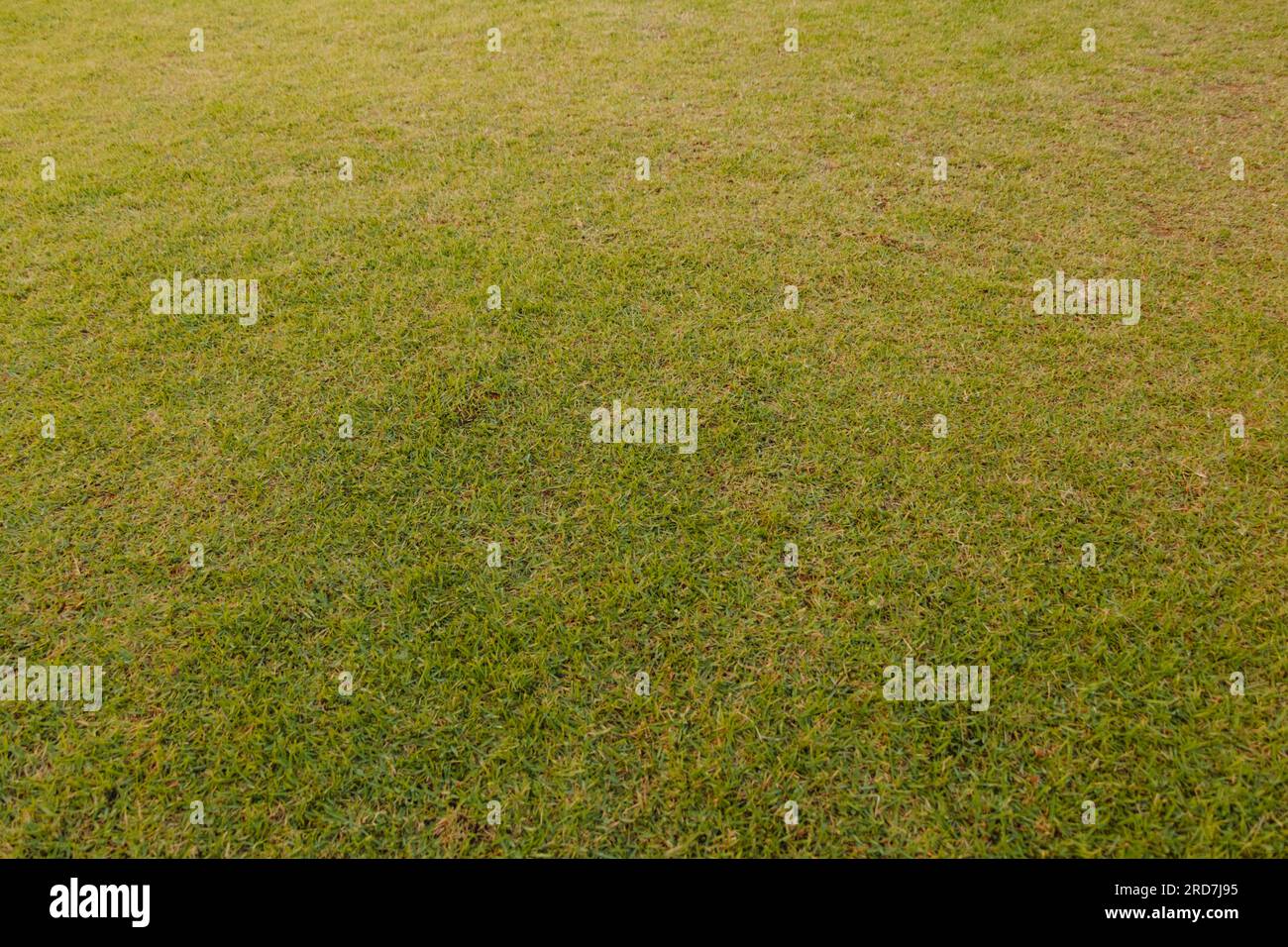 Ground cover yard hi-res stock photography and images - Alamy