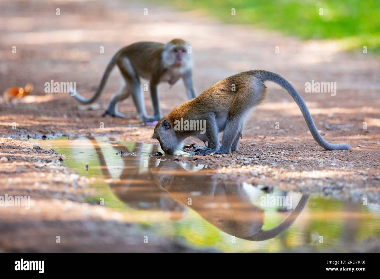 A long-tailed macaque drinks water from a muddy puddle on a dirt trail, Singapore Stock Photo