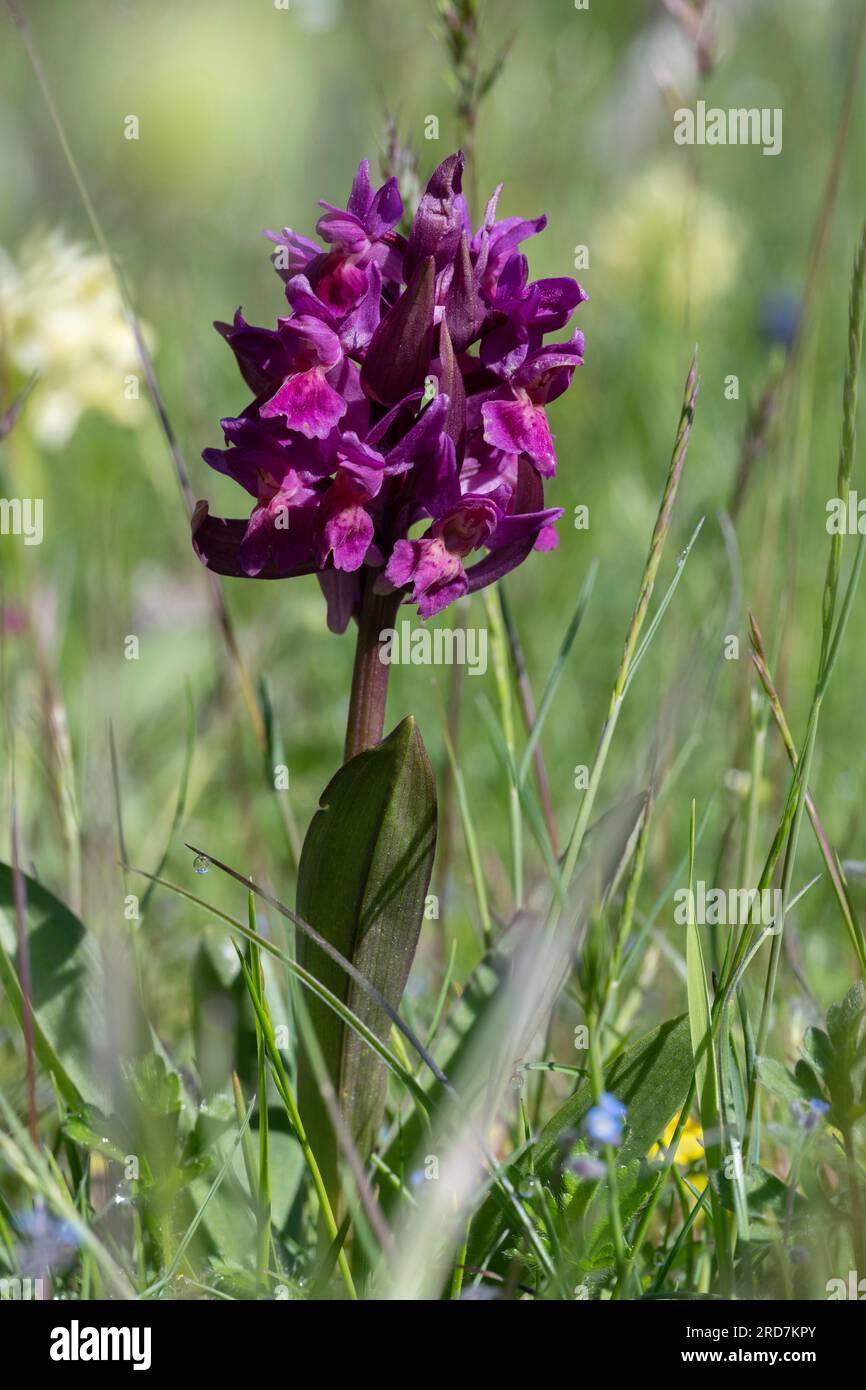Elderflower Orchid (Dactylorhiza sambucina), red variation, Aurel; Auvergne-Rhône-Alpes, France Stock Photo