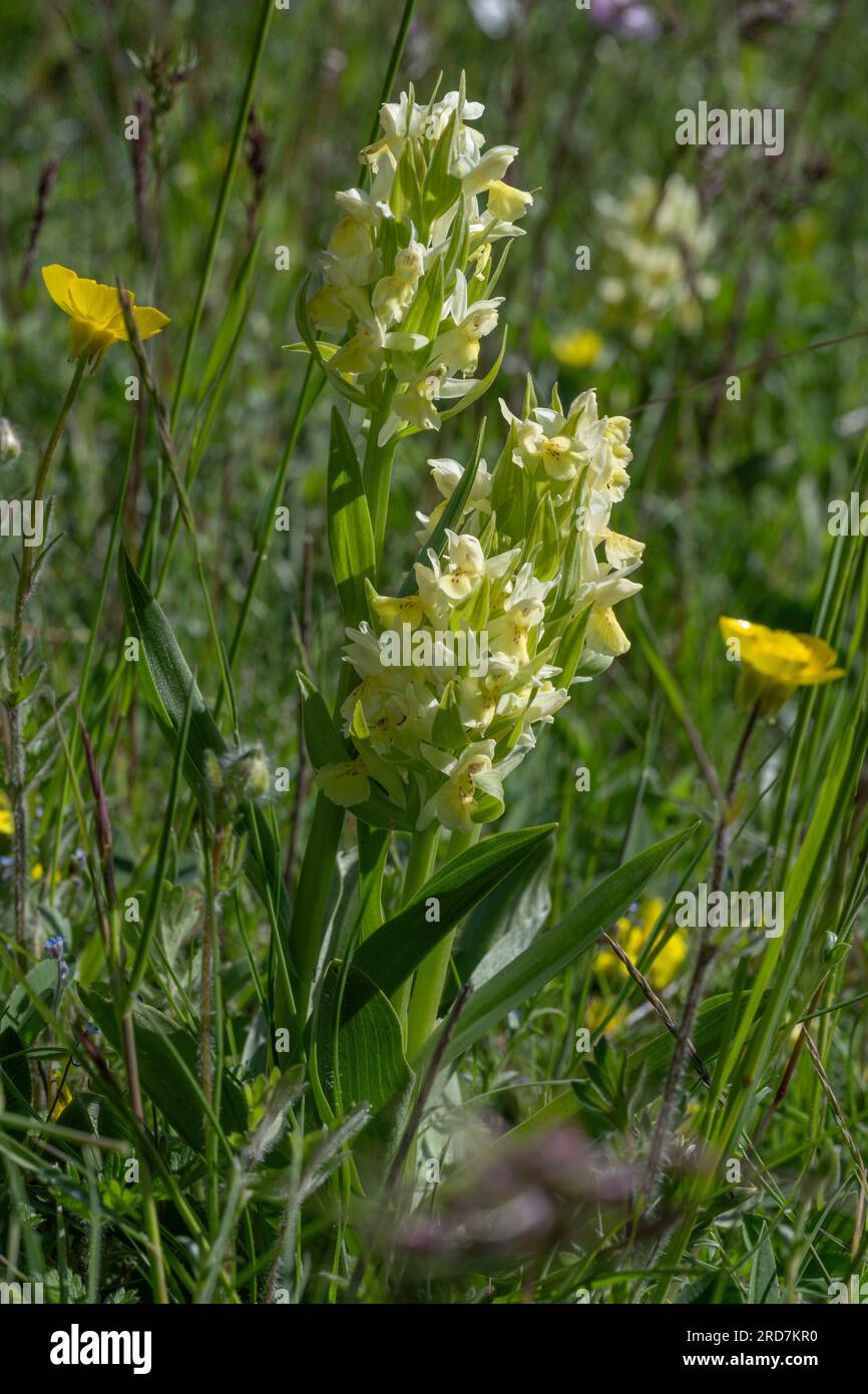 Elderflower Orchid (Dactylorhiza sambucina), yellow variation, Aurel; Auvergne-Rhône-Alpes, France Stock Photo