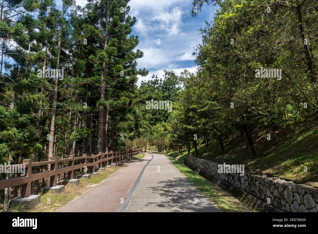 Pine trees in Taman Saujana Hijau Putrajaya. It's an expansive park with themed gardens and sweeping views. A popular place for running and cycling. Stock Photo