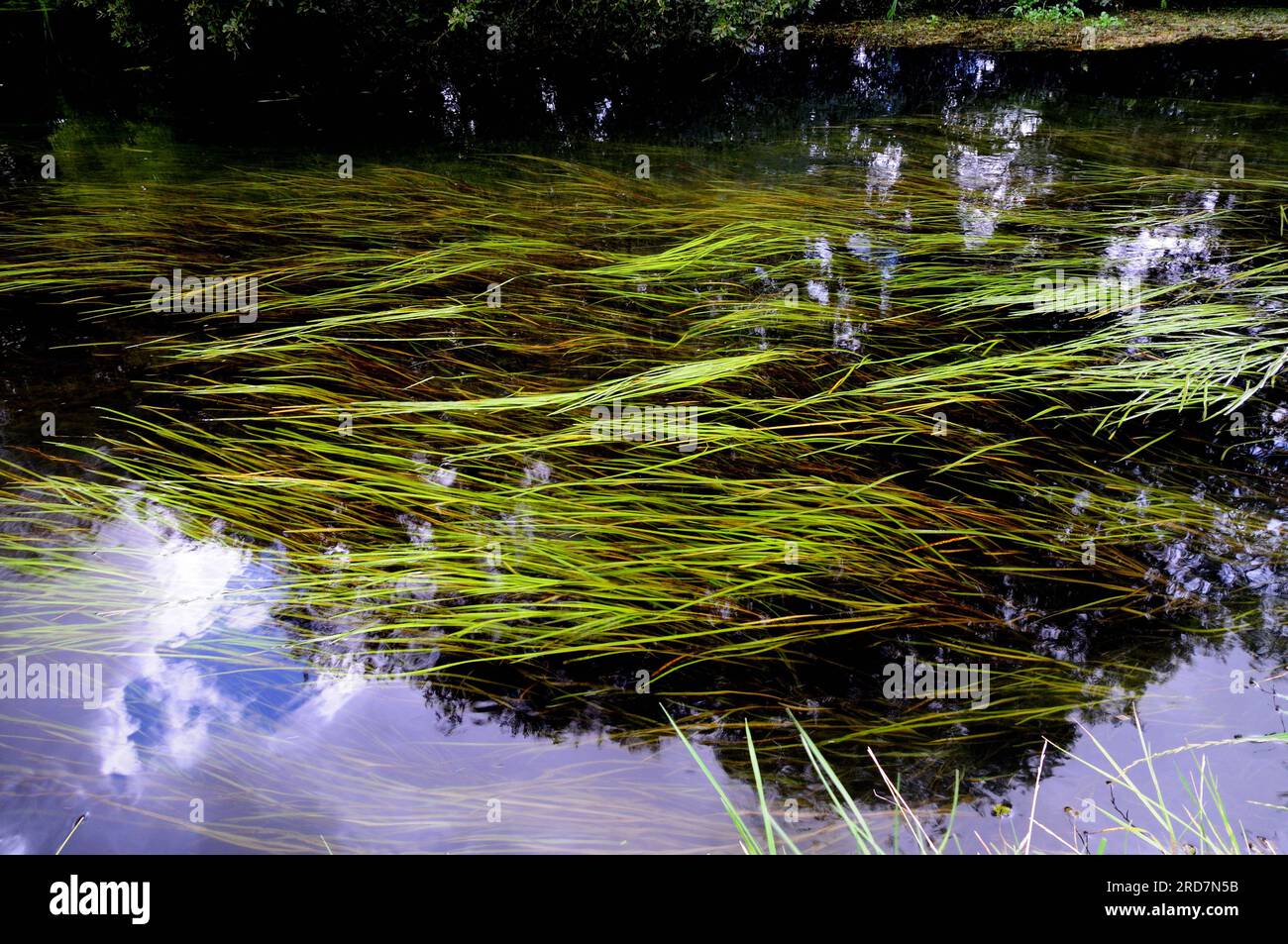 Underwater grass in the river Avon in Lord's Walk at Amesbury