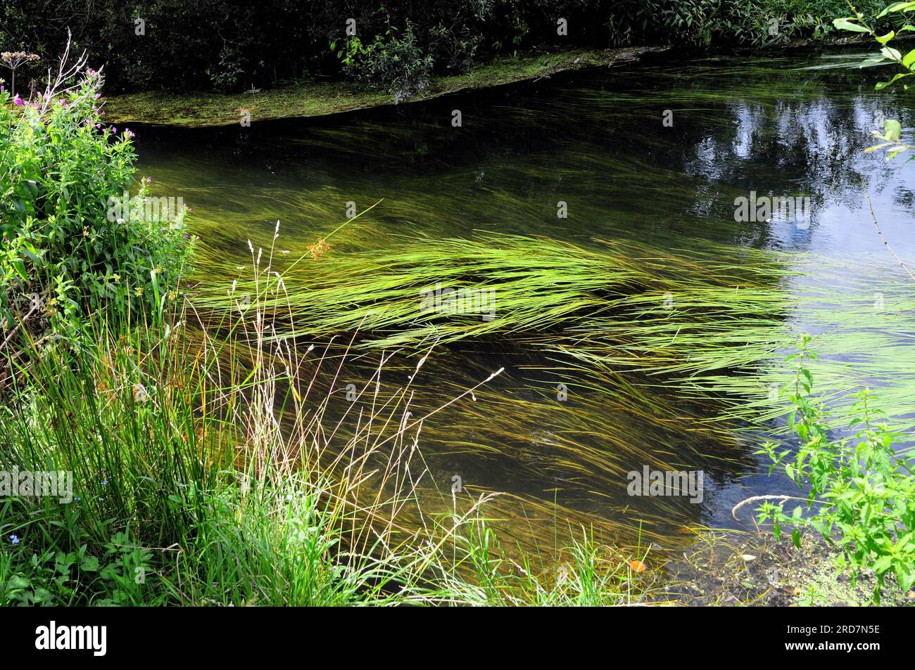 Underwater grass in the river Avon in Lord's Walk at Amesbury ...