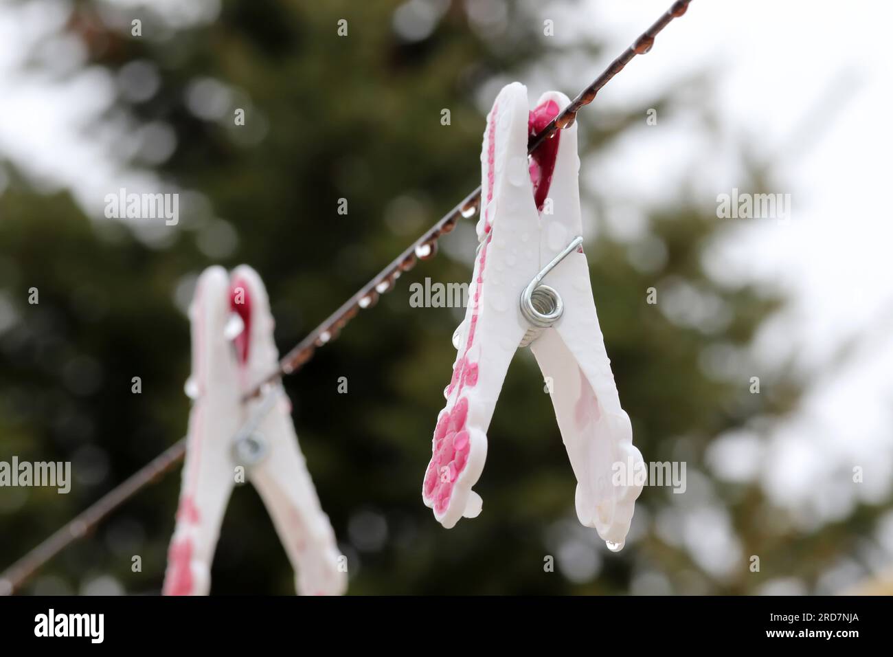 rain-soaked clothespin on a clothesline Stock Photo