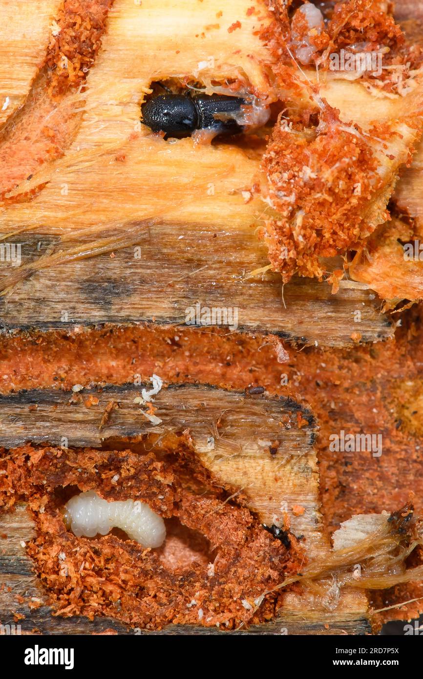 19 July 2023, Saxony-Anhalt, Haldenslenben: The larva (bottom) and the beetle (top) of a twelve-toothed pine bark beetle are seen on the underside of a pine bark in a feeding tunnel. Foresters from the Flechtingen Supervising Forestry Office had detected the pine bark beetle in their forests in late 2022. Now the infested trees are being felled and transported away to prevent further spread of the tree pest. Bark beetles bore through the bark to lay their eggs underneath. The hatched larvae then eat their way through the cambium of the tree, damaging it. Photo: Klaus-Dietmar Gabbert/dpa Stock Photo