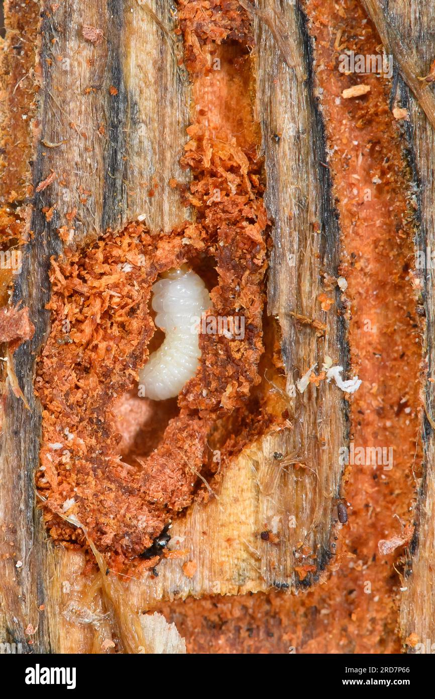 Haldenslenben, Germany. 19th July, 2023. The larva of a twelve-toothed pine bark beetle is seen on the underside of a pine bark in a feeding tunnel. Foresters from the Flechtingen Care Forestry Office had detected the pine bark beetle in their forests at the end of 2022. Now the infested trees are being felled and transported away to prevent further spread of the tree pest. Bark beetles bore through the bark to lay their eggs underneath. The hatched larvae then eat their way through the cambium of the tree, damaging it. Credit: Klaus-Dietmar Gabbert/dpa/ZB/dpa/Alamy Live News Stock Photo