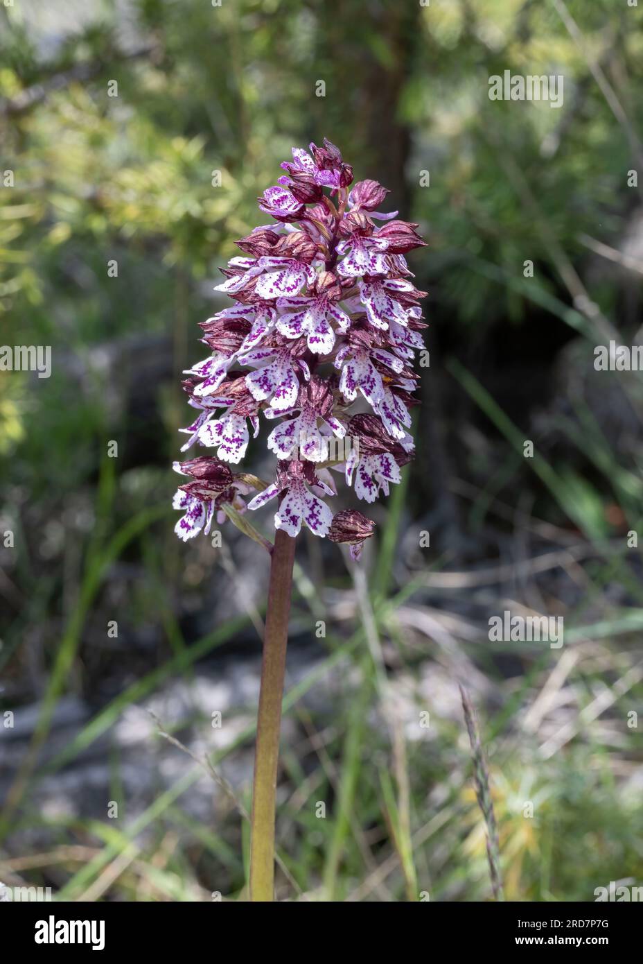 Lady orchid (Orchis purpurea), Solaure-en Diois, Auvergne-Rhône-Alpes, France. Stock Photo